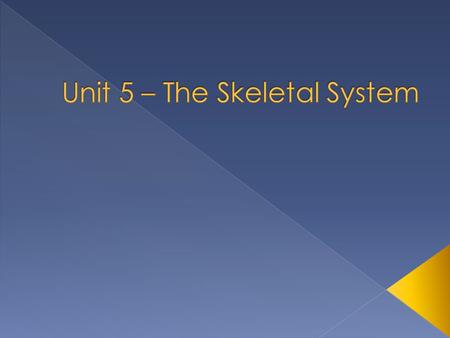  Skeletal system includes bones of the skeleton, and the cartilage, ligaments, and other connective tissues that stabilize and/or connect the bones.