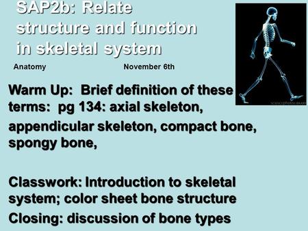 SAP2b: Relate structure and function in skeletal system