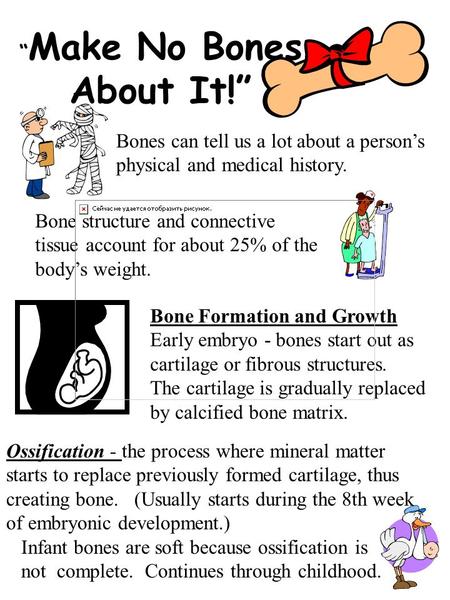 “ Make No Bones About It!” Bones can tell us a lot about a person’s physical and medical history. Bone structure and connective tissue account for about.