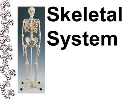 Skeletal System. Let’s ask the experts What is the skeletal system?  ystem/skeleton/http://www.brainpop.com/health/skeletals.
