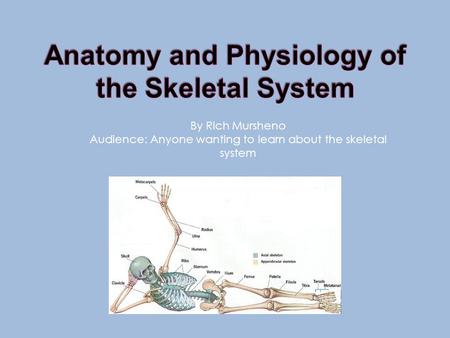 By Rich Mursheno Audience: Anyone wanting to learn about the skeletal system.