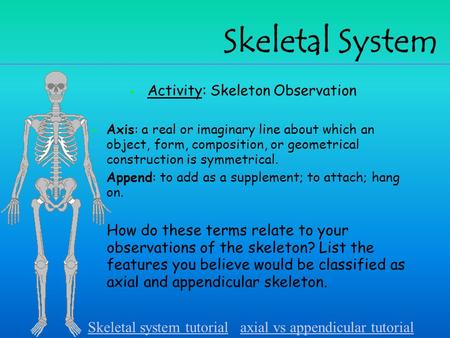 Activity: Skeleton Observation