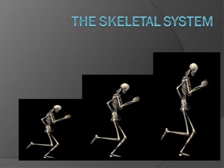 The Skeletal system.