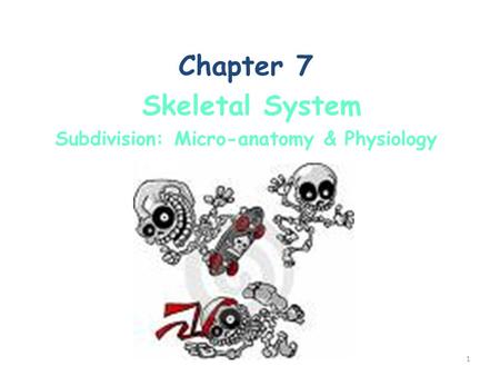 Subdivision: Micro-anatomy & Physiology