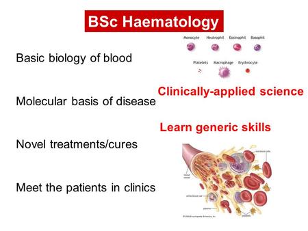 BSc Haematology Basic biology of blood Molecular basis of disease Novel treatments/cures Meet the patients in clinics Clinically-applied science Learn.