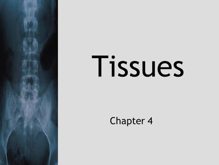 Tissues Chapter 4. 5/8/2015copyright (your organization) 20032 What is a Tissue? A group of SIMILAR cells that function together to carry out specialized.