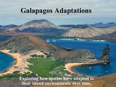 Galapagos Adaptations