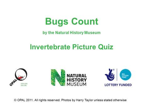 Bugs Count by the Natural History Museum Invertebrate Picture Quiz © OPAL 2011. All rights reserved. Photos by Harry Taylor unless stated otherwise.