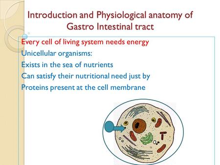 Introduction and Physiological anatomy of Gastro Intestinal tract Every cell of living system needs energy Unicellular organisms: Exists in the sea of.