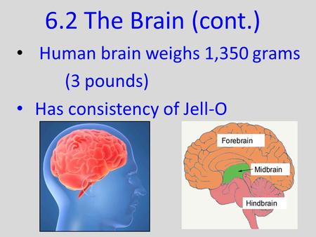6.2 The Brain (cont.) Human brain weighs 1,350 grams (3 pounds)