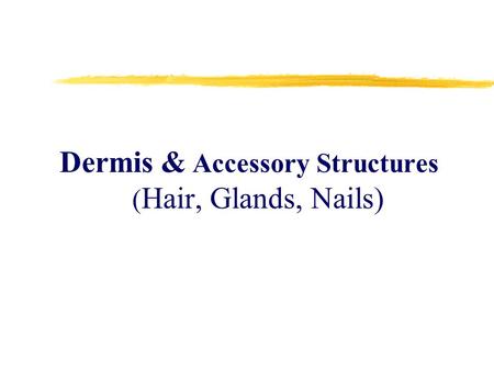 Dermis & Accessory Structures (Hair, Glands, Nails)
