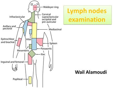 Lymph nodes examination Wail Alamoudi. Head & neck and clavicle UL (axillary, epitrochlear) LL (inguinal, femoral and popliteal) Abdomen ( paraaortic,