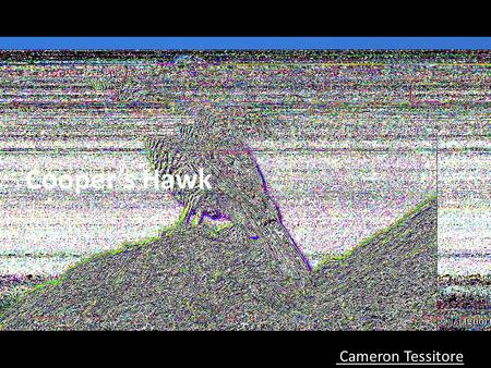 Cooper’s Hawk Cameron Tessitore. Taxononomy Kingdom: Animalia Phylum: Chordata Class: Aves Order: Falconiformes Family: Accipitridae Genus: Accipiter.