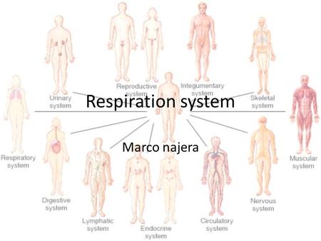 Respiration system Marco najera.