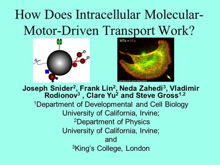 How Does Intracellular Molecular- Motor-Driven Transport Work? Joseph Snider 2, Frank Lin 2, Neda Zahedi 3, Vladimir Rodionov 3, Clare Yu 2 and Steve Gross.