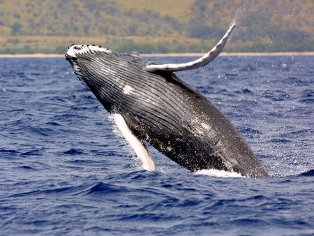 Human noise drowns out song of whales