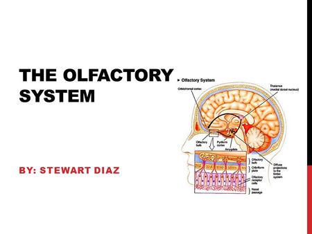 THE OLFACTORY SYSTEM BY: STEWART DIAZ. FUNCTION The olfactory system is pretty much the system you use to detect odor. The mechanism the system uses is.