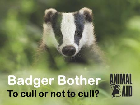 Badger Bother To cull or not to cull?. Why cull badgers? Badgers are blamed for spreading the bovine tuberculosis (bTB) disease to dairy cows... by some.