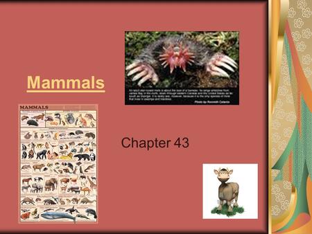 Mammals Chapter 43.