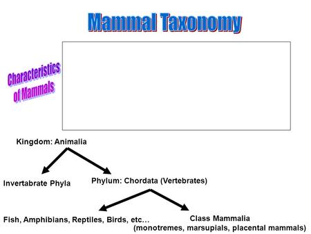 Kingdom: Animalia Phylum: Chordata (Vertebrates) Class Mammalia (monotremes, marsupials, placental mammals) Invertabrate Phyla Fish, Amphibians, Reptiles,