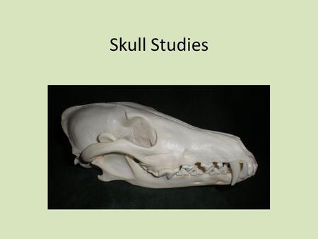 Skull Studies.