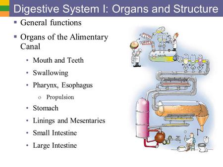 Digestive System I: Organs and Structure
