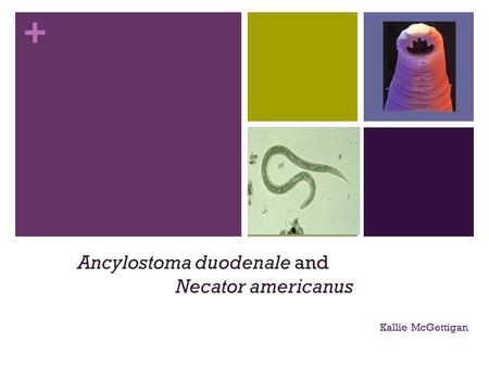Ancylostoma duodenale and Necator americanus