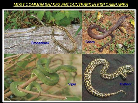 Bronzeback Cobra Viper Python MOST COMMON SNAKES ENCOUNTERED IN BSP CAMP AREA.