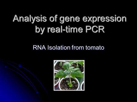 Analysis of gene expression by real-time PCR RNA Isolation from tomato.