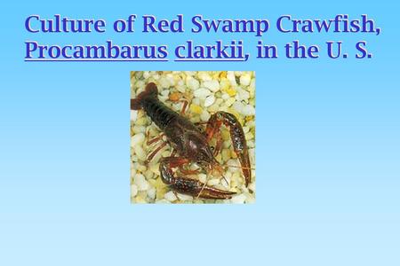 Culture of Red Swamp Crawfish,