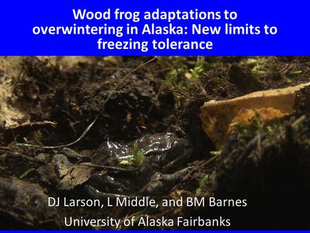 Wood frog adaptations to overwintering in Alaska: New limits to freezing tolerance DJ Larson, L Middle, and BM Barnes University of Alaska Fairbanks.