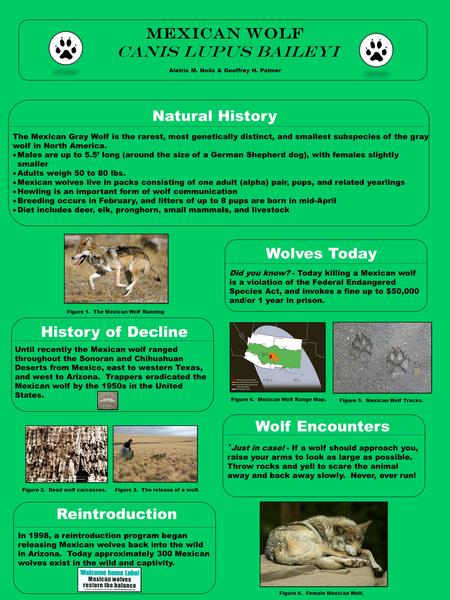 Mexican wolf Canis lupus baileyi Aletris M. Neils & Geoffrey H. Palmer Natural History History of Decline Until recently the Mexican wolf ranged throughout.