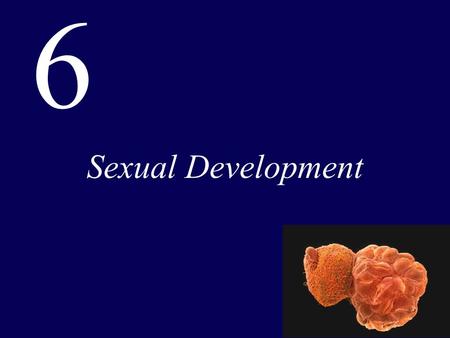 6 Sexual Development.