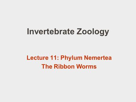 Lecture 11: Phylum Nemertea The Ribbon Worms