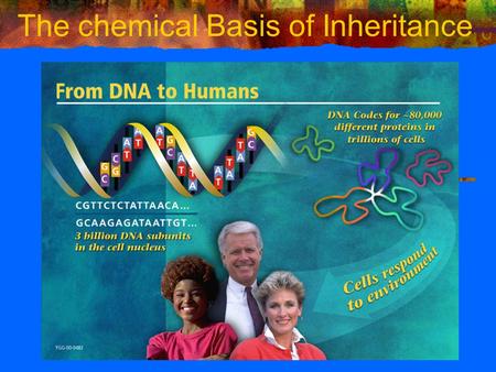 The chemical Basis of Inheritance. Chromatin / Chromosomes.
