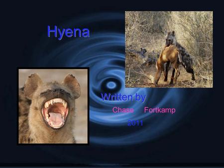 Hyena Written by Chase 2011 Fortkamp. Protection They hunt at night so other animals don’t see them. The hyenas growl,snarl,and whine and this scares.