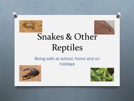 Snakes & Other Reptiles Being safe at school, home and on holidays.