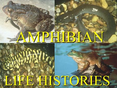 AMPHIBIAN LIFE HISTORIES.