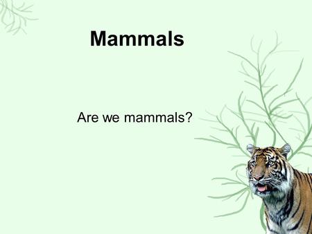 Mammals Are we mammals?.