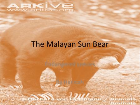 The Malayan Sun Bear Endangered species By Hannah.