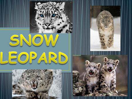 The snow leopard (Panthera uncia or Uncia uncia) is a moderately large cat native to the mountain ranges of Central Asia. Classically, two subspecies.