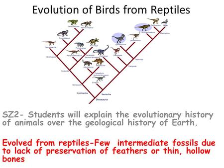 Evolution of Birds from Reptiles