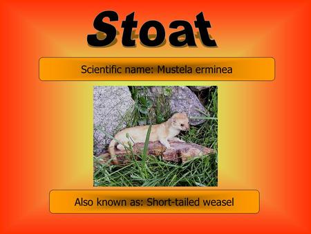 Scientific name: Mustela erminea Also known as: Short-tailed weasel.