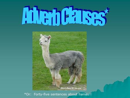 Adverb Clauses* *Or: Forty-five sentences about llamas!!
