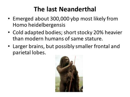The last Neanderthal Emerged about 300,000 ybp most likely from Homo heidelbergensis Cold adapted bodies; short stocky 20% heavier than modern humans of.