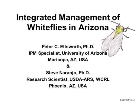 Ellsworth/UA Integrated Management of Whiteflies in Arizona Peter C. Ellsworth, Ph.D. IPM Specialist, University of Arizona Maricopa, AZ, USA & Steve Naranjo,