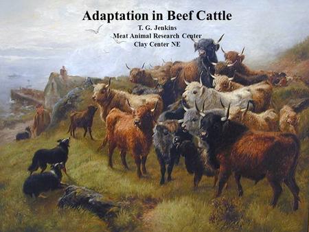 1 Adaptation in Beef Cattle T. G. Jenkins Meat Animal Research Center Clay Center NE.