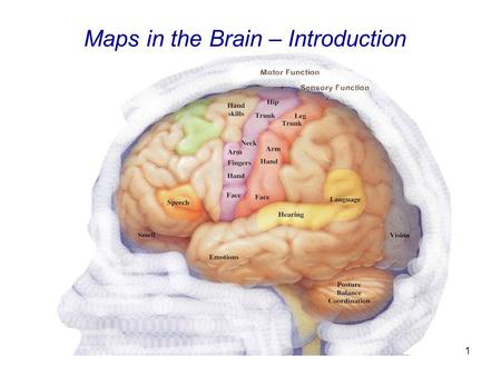 1 Maps in the Brain – Introduction. 2 Overview A few words about Maps Cortical Maps: Development and (Re-)Structuring Auditory Maps Visual Maps Place.