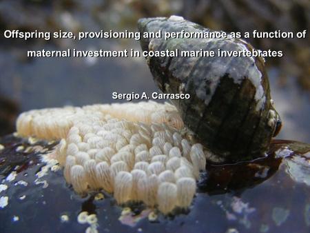 Offspring size, provisioning and performance as a function of maternal investment in coastal marine invertebrates Sergio A. Carrasco.