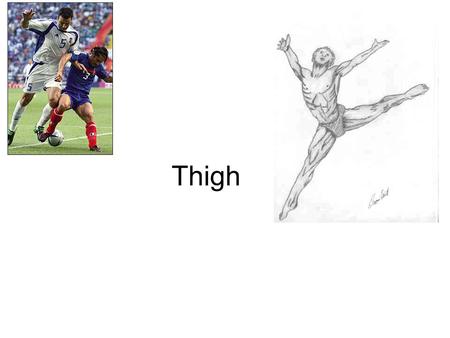 Thigh. Anatomy Of TheThigh The thighs are composed of numerous muscles including the quadriceps (rectus femoris, rectus medialis, rectus lateralis, and.